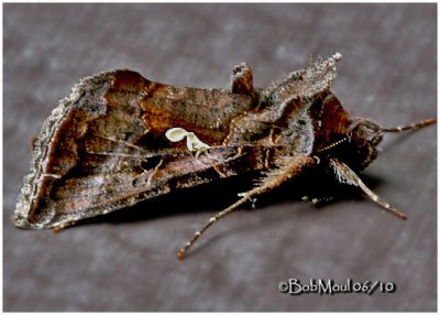 Common Looper MothAutographa precationis #8908