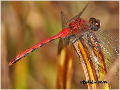 White-faced Meadowhawk-Male 10/14/2008