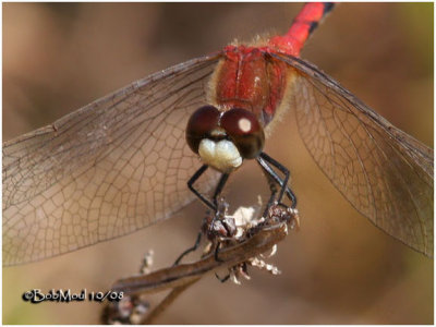 White-faced Meadowhawk-Male 10/14/2008