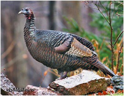 Wild Turkey