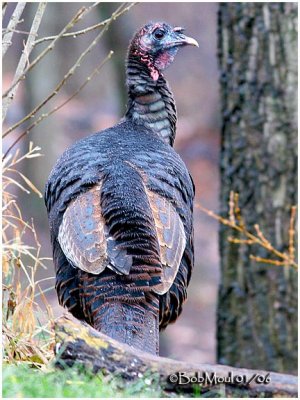 Wild Turkey