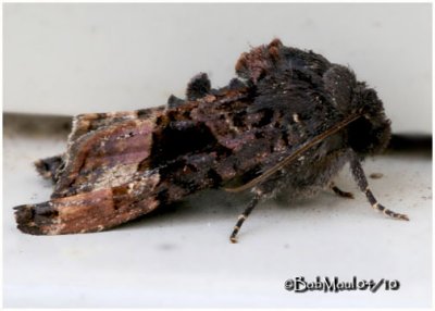 American Angle Shades MothEuplexia benesimilis #9545
