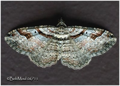 Bent-line Carpet Moth-MaleCostacovexa centrostrigaria #7416