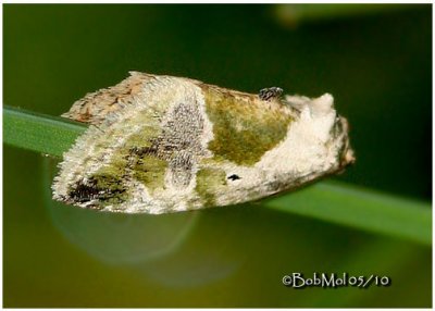 Black-dotted Maliattha MothMaliattha synochitis  #9049