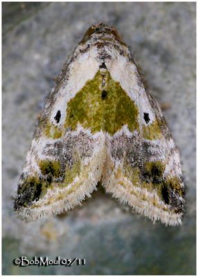 Black-dotted Maliattha MothMaliattha synochitis  #9049