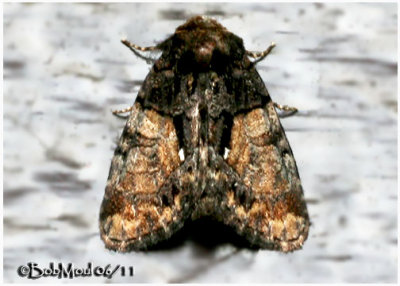 Cloaked Marvel MothChytonix palliatricula #9556