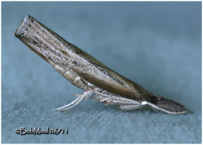 Mottled Grass Veneer MothNeodactria luteolellus  #5379