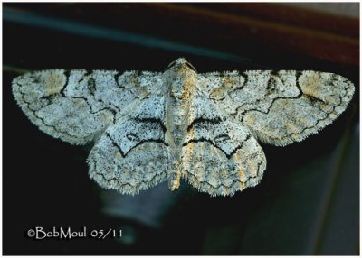 Bent-line Gray MothIridopsis larvaria #6588