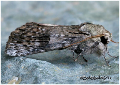 Black-blotched Schnizura MothSchizura leptinoides #8011