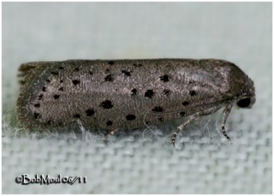 Mimosa Webworm MothHomadaula anisocentra #2353