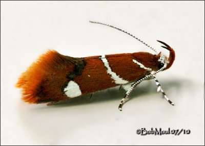 Suzuki's Promolactis MothPromalactis suzukiella #1047.1