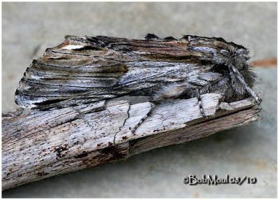 White-streaked Prominent MothOligocentria lignicolor #8017