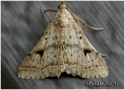 Bent-winged Owlet Moth Bleptina caradrinalis  #8370