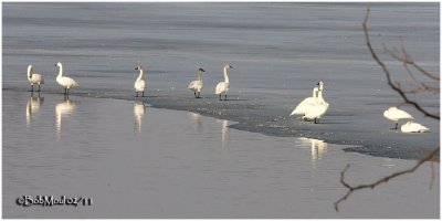 Tundra Swans