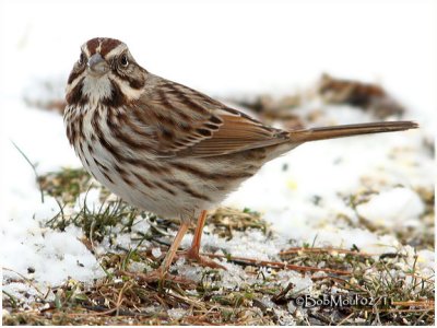 Song Sparrow