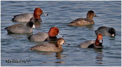 Redheads and American Coots