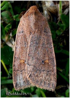 <h5><big>Straight-Toothed Sallow Moth<br></big><em>Eupsilia vinulenta #9933</h5></em>