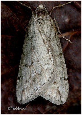 Spring Cankerworm Moth-MalePaleacrita vernata #6662