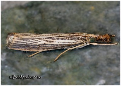 Lesser Vagabond Sod Webworm MothAgriphila ruricolellus #5399