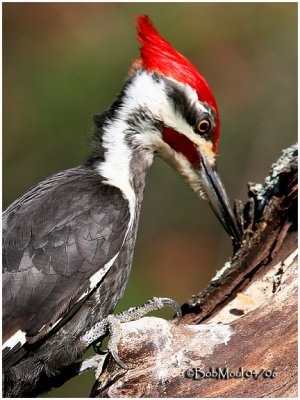 Pileated Woodpecker-Male