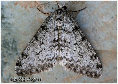 Small Phigalia Moth-Phigalia strigataria #6660