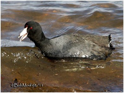 American Coot