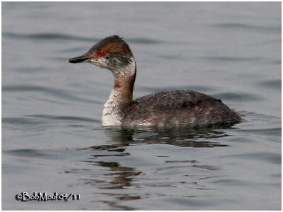 Horned Grebe-Transitional Plumabe