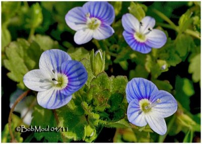 Perscians Speedwell