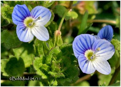 Perscians Speedwell