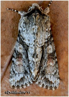 Distinct Quaker MothAchatia distincta  #10518