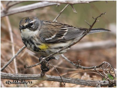 Yellow-rumped Warbler-Female