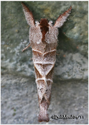 <h5><big>Angle-lined Prominent Moth<br></big><em>Clostera inclusa #7896</h5></em>