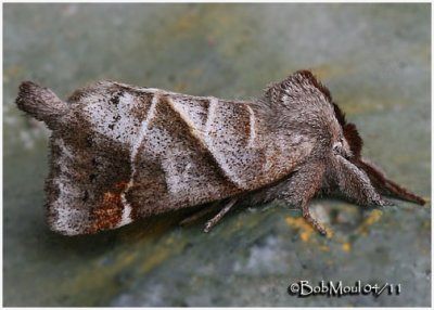 Angle-lined Prominent MothClostera inclusa #7896