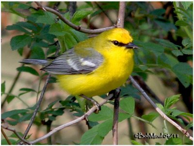 Blue-winged Warbler