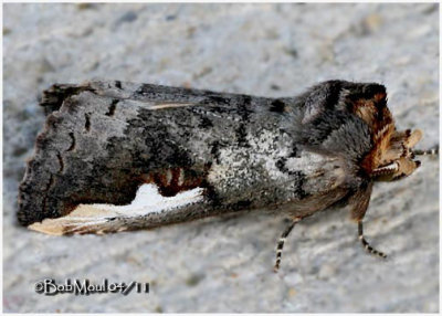 White-headed Prominent MothSymmerista albifrons  #7951