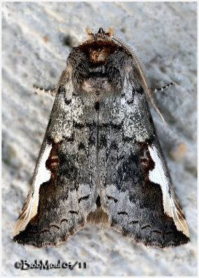 White-headed Prominent MothSymmerista albifrons  #7951