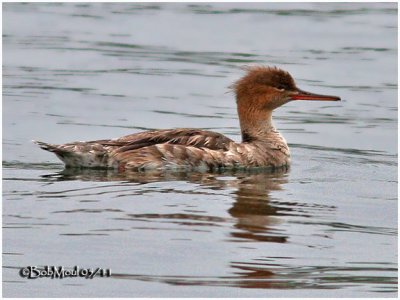 Red-breasted Merganser-ImmFemale