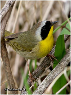 Common Yellowthroat-Male