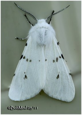 Fall Webworm Moth-Variation Hyphantria cunea #8140