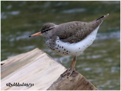 Spotted Sandpiper-Breeding Plumage