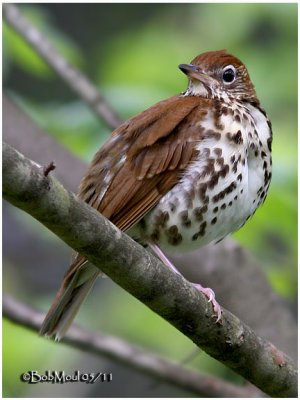 Wood Thrush