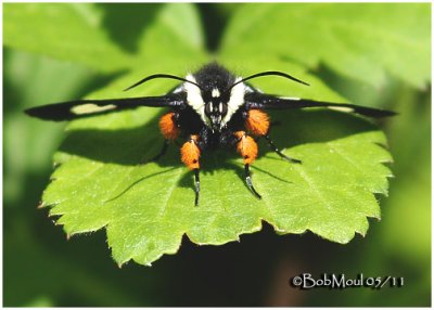 Eight Spotted Forester MothAlypia octomaculata #9314