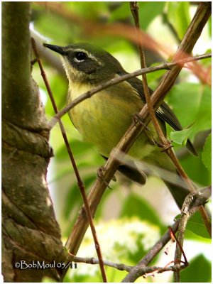 Black-throated Blue-Female