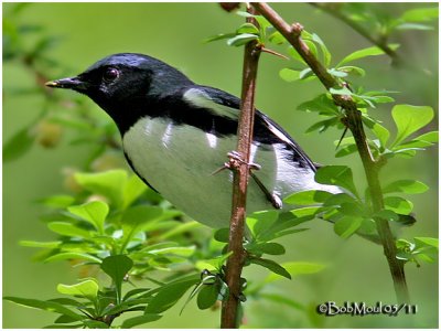 Black-throated Blue-Male