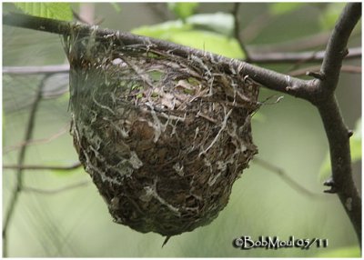 Vireo Nest-Probably Red-eyed Vireo