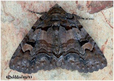 Brown-spotted Zale MothZale helata  #8704