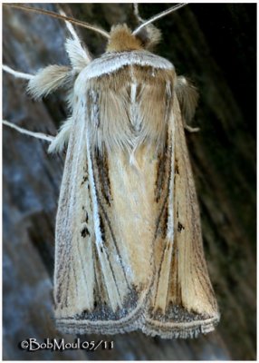 <h5><big>Wheat Head Armyworm Moth<br></big><em>Dargida diffusa #10431</h5></em>