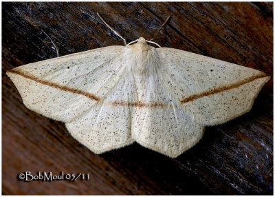 Yellow Slant Line MothTetracis crocallata #6963