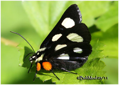 Eight Spotted Forester MothAlypia octomaculata #9314