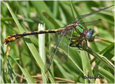 NATURAL HISTORY OF DELMARVA-DRAGONFLIES AND DAMSELFLIES